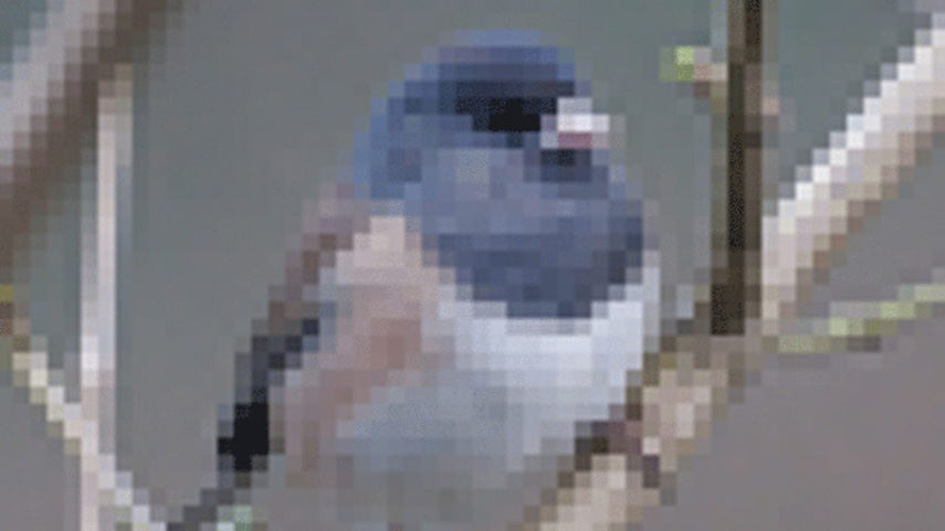 Pixelated blurry video